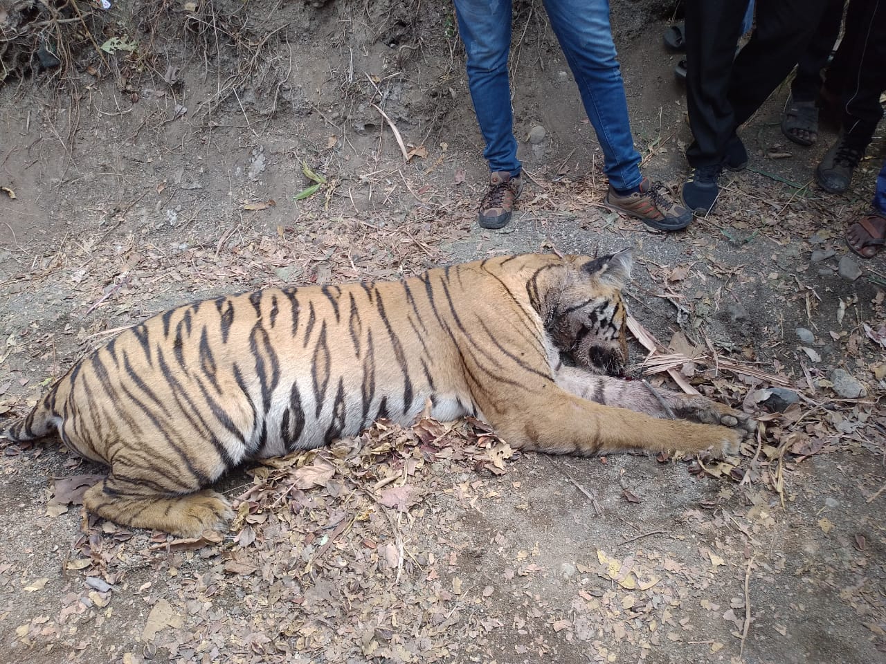 Read more about the article BREKING NEWS वाघाचा संशयास्पद मृत्यु, वनविभागाचे अधिकारी घटनास्थळी दाखल, घोंसा-सोनेगाव शिवारातील घटना