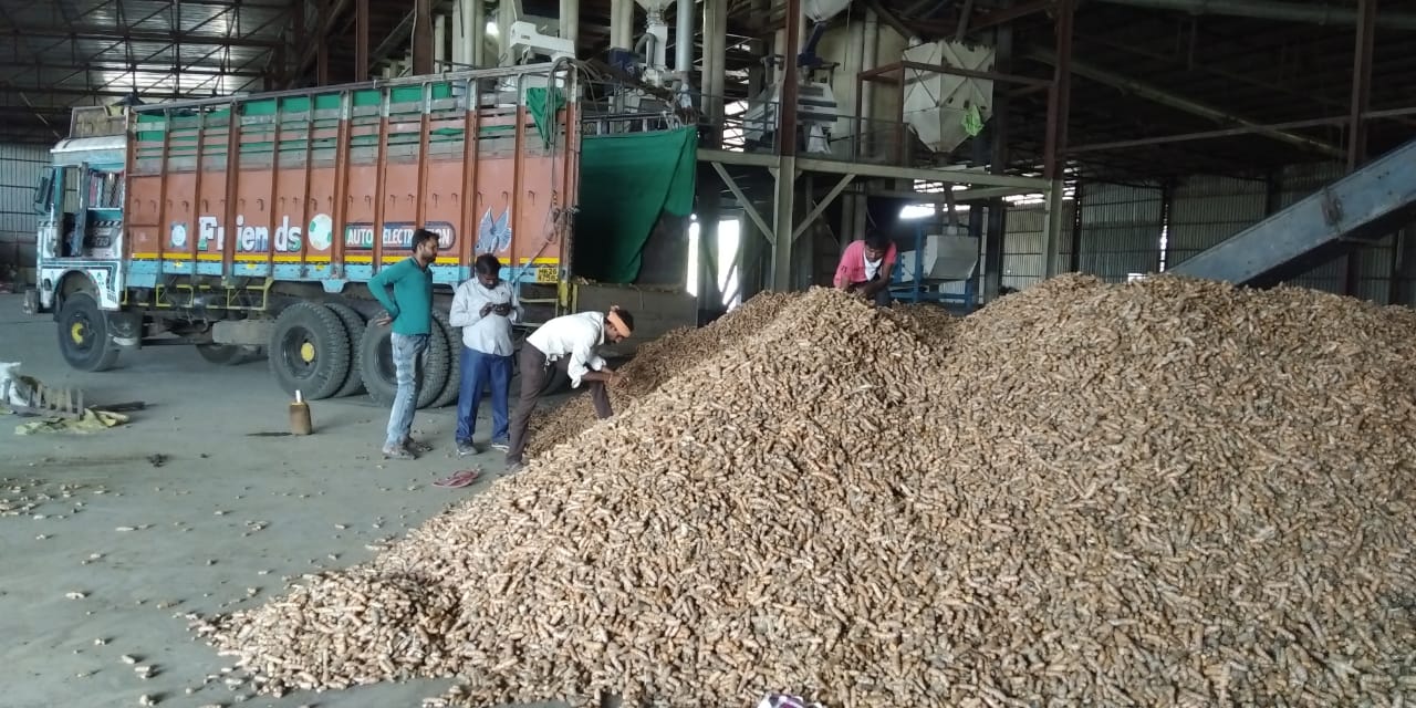 Read more about the article इंडिया मेगा ऍग्रो अनाज कंपनीने शेतकऱ्याच्या कच्या हळदीला दिला सोन्याचा भाव दिल्यामुळे जोरदार आवक वाढली —–