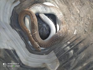 Read more about the article टि १ अवनी वाईल्ड लाईफ प्रोटेकशन क्लब राळेगाव यांनी दिले दुर्मिळ सापाला जीवदान