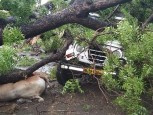 Read more about the article एकभुर्जी येथे झाड पडून एका बैलाच मृत्यू तर टाटा मॅक्स चे नुकसान (वादळ वाऱ्यामुळे  लाखोंचे नुकसान)