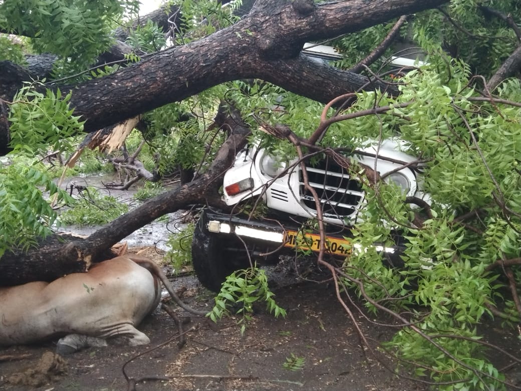 Read more about the article एकभुर्जी येथे झाड पडून एका बैलाच मृत्यू तर टाटा मॅक्स चे नुकसान (वादळ वाऱ्यामुळे  लाखोंचे नुकसान)