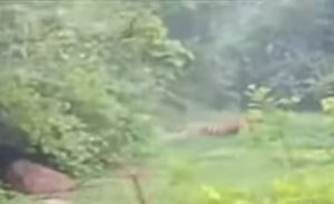 Read more about the article पळसगाव परीसरात वाघाचा धुमाकूळ,दोन इसमावर हल्ला