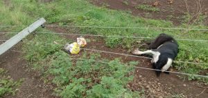 Read more about the article जिवंत विद्युत तारेच्या स्पर्शाने महिला गंभीर, कुत्र्याचा जागीच मृत्यू,