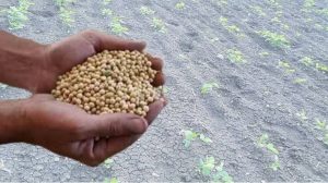 Read more about the article शेतातील गारपिटी च्या चुकीच्या सर्व्हे मुळे खरे लाभार्थी अनुदान पासून वंचित