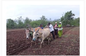 Read more about the article हिमायतनगर तालुक्यात पावसा अभावी पिकें कुजमरु लागली येरे पावसा तुला पैसा अशी प्रार्थना शेतकरी करु लागले