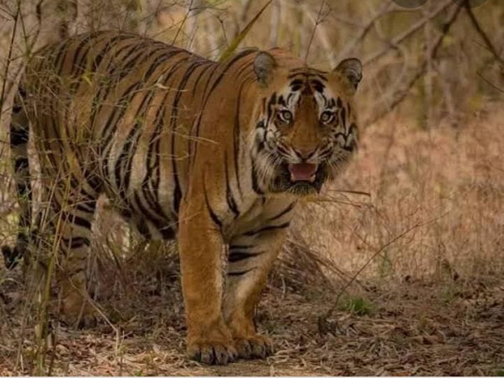 Read more about the article ताडोब्यातील “खली” चा अखेर मृत्यू