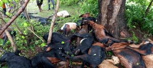 Read more about the article विज पडून २६ बकऱ्या ठार खातेरा शिवारातील घटना