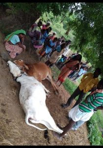 Read more about the article मारेगाव तालुक्यातील इंदिराग्राम (बंदरपोड) विज पडून दोन बैल ठार