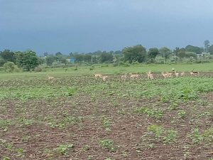 Read more about the article वन विभाग खात्यांचा हलगर्जिपणा शेतकऱ्यांच्या पिकांचे मोठे नुकसान अधिकारी हकलतात माळावर शेळ्या?