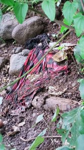 Read more about the article धक्कादायक’:इजासन येथील टेकळीवर आढळले मानवी शरीराची हाडे,घातपात असण्याची शक्यता