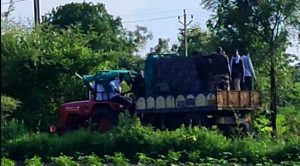 Read more about the article पिवरडोल येथील नरभक्षी वाघ अखेर जेरबंद,रेस्क्यू टीम ने केले जेरबंद