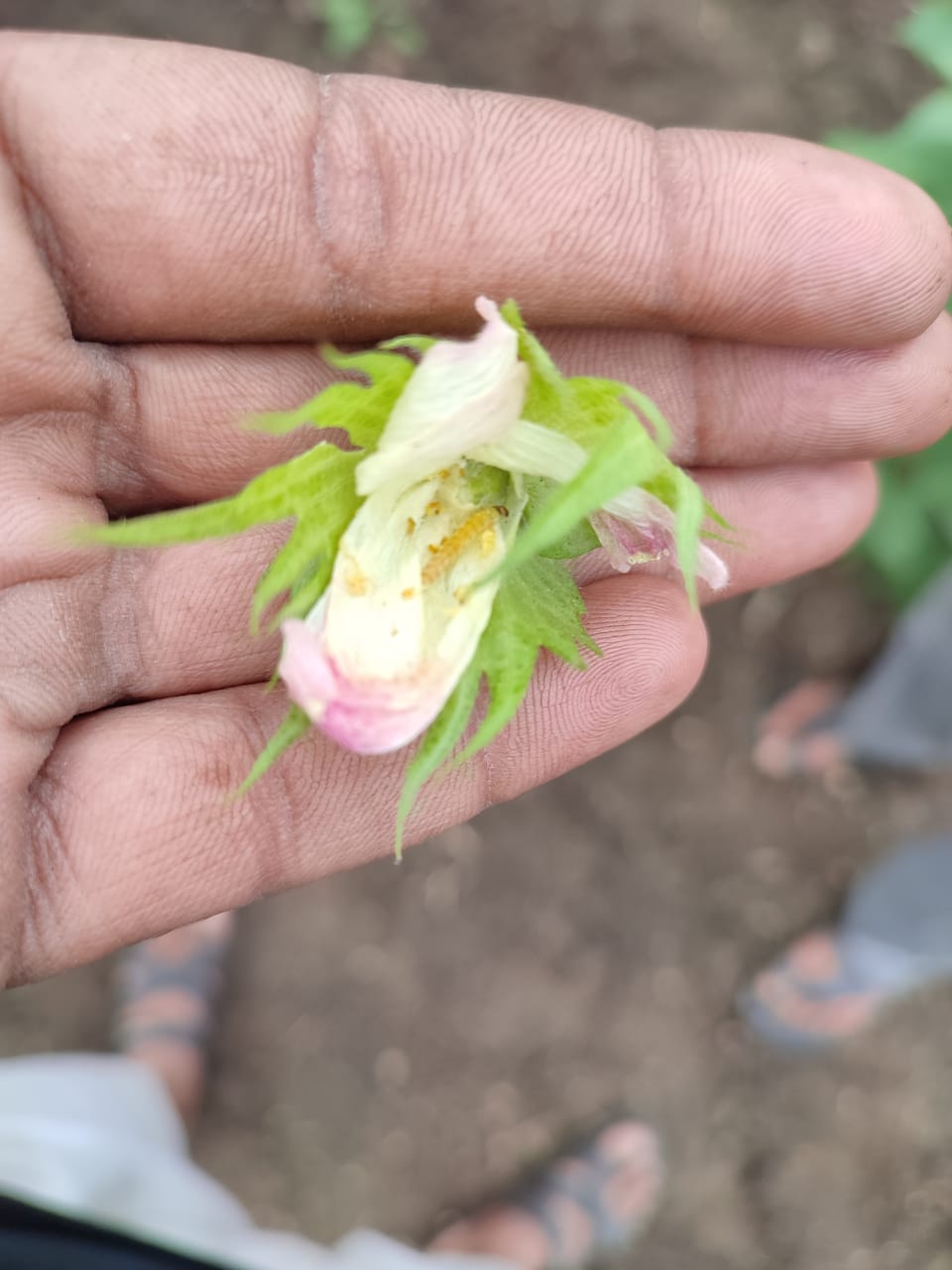 Read more about the article राळेगाव तालुक्यात गुलाबी बोंडअळी ,शेतकरी चिंतेत