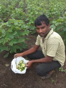 Read more about the article राळेगाव तालुक्यातील वाढोणा बाजार परिसरात बोंड अळीचा थैमान