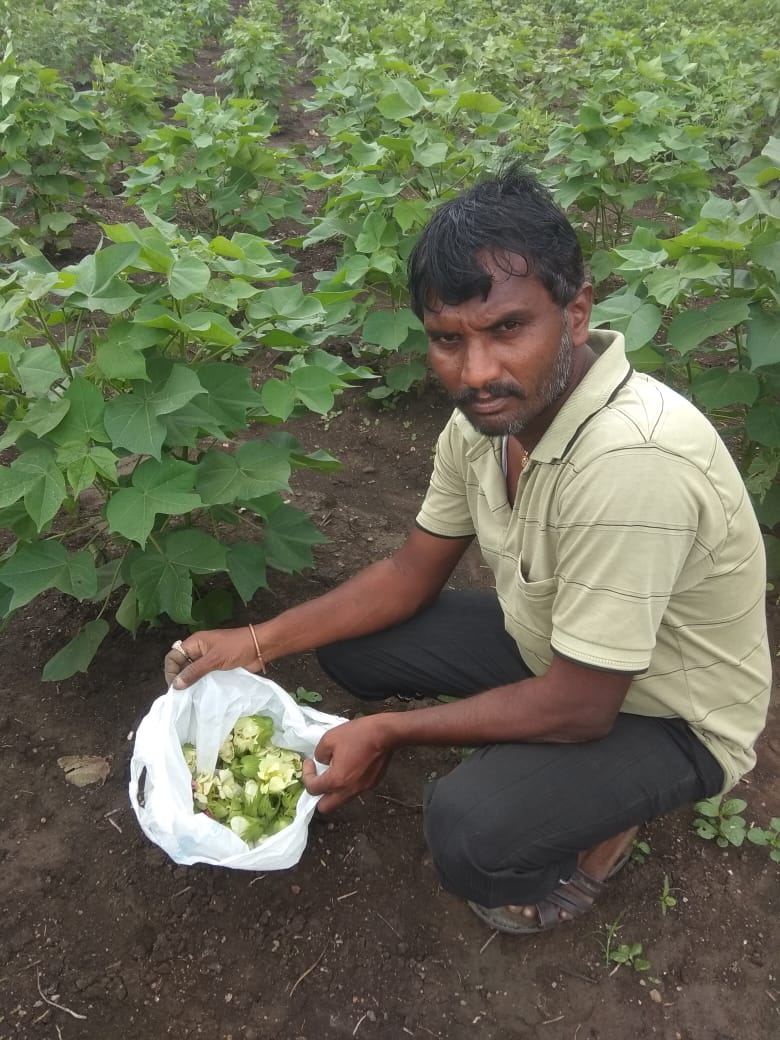 Read more about the article राळेगाव तालुक्यातील वाढोणा बाजार परिसरात बोंड अळीचा थैमान