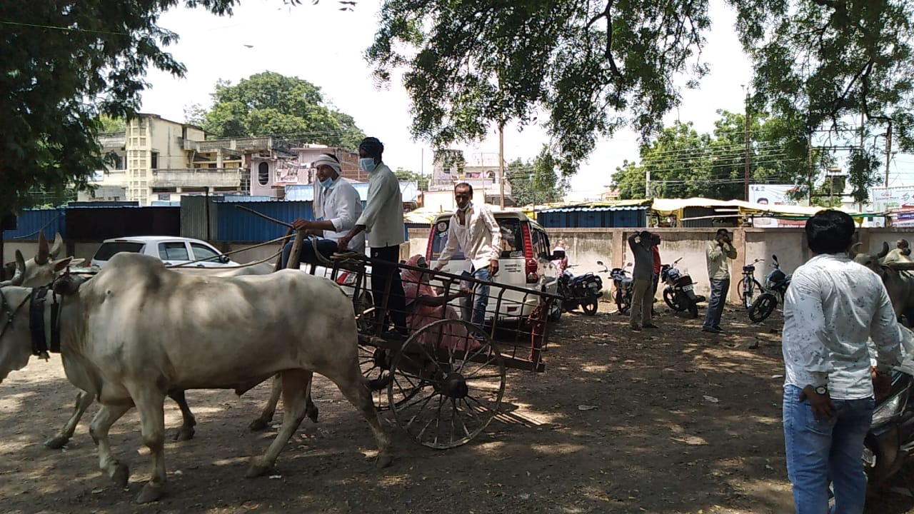 Read more about the article नायदेव मोहबाळा पांदण रस्त्यासाठी ग्रामस्थ बैलबंडीसह धडकले तहसीलवर