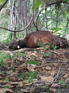 Read more about the article वाघाच्या हल्यात गाय ठार,चिचपल्ली वनपरीक्षेत्रा अंतर्गत येणाऱ्या डोंगरहळदी बिटातील घटना