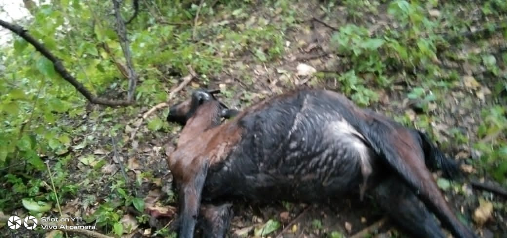 Read more about the article विज चमकली अन् ६ बकऱ्यावर एकाच वेळेस मरण कोसळलं,शेतकऱ्यांना नुकसान भरपाई मिळावी