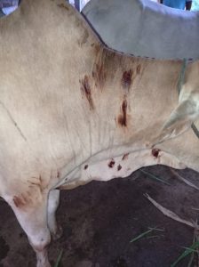 Read more about the article वाघाच्या हल्ल्यात बैलं जखमी, शेतकरी शेतमजूर भीतीच्या वातावरणात