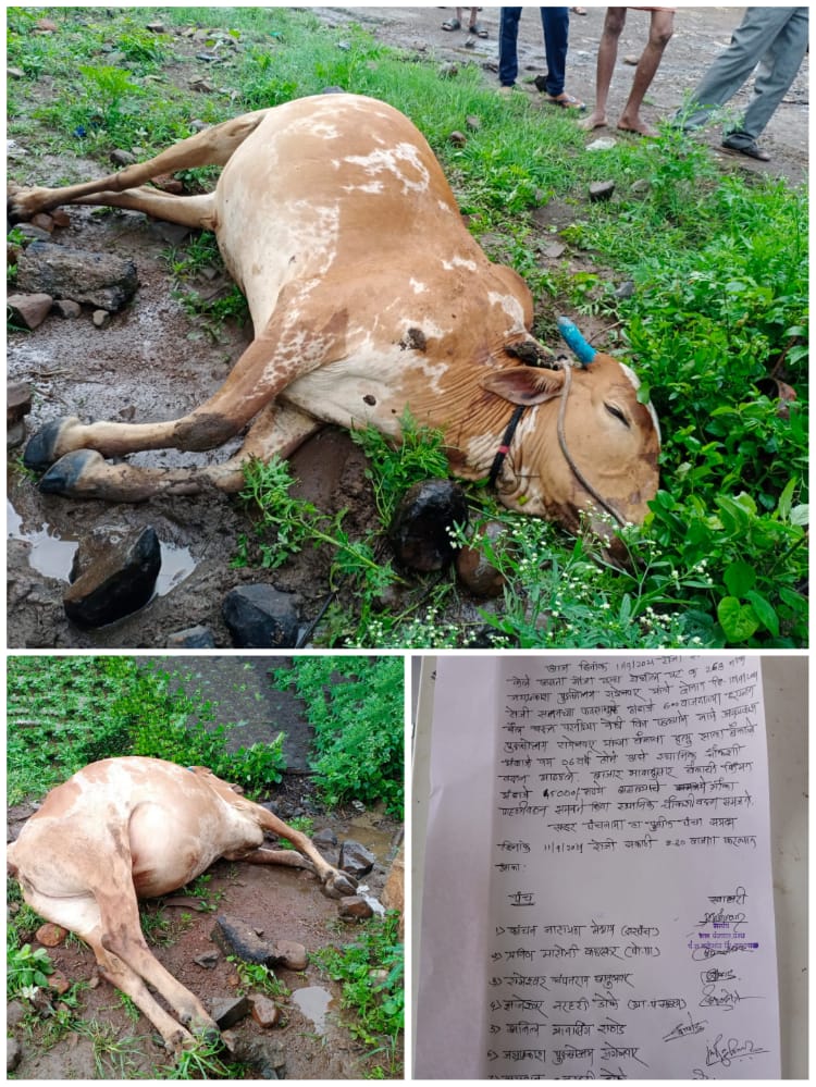 Read more about the article राळेगाव तालुक्यातील वरध येथे विज पडुन एक बैल ठार व गाई ला आस