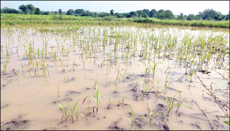 Read more about the article सरासरी पेक्षा जास्त पाऊस पडून ही ओला दुष्काळ घोषीत होईल की नाही याची मात्र शास्वती नाही माय बाप सरकार या वर्षी तरी बळीराजा कडे लक्ष दे