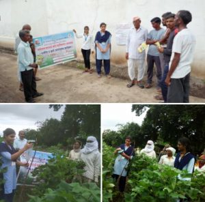 Read more about the article गुलाबी बोंडअळीबाबत कृषी विद्यालयाच्या विद्यार्थी नींनी केले शेतकऱ्यांना  मार्गदर्शन