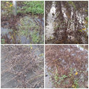 Read more about the article दोन दिवसाच्या धुवांधार पावसाने माड पट्ट्यातील सोयाबीन चा झाला सत्यानाश