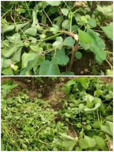 Read more about the article वन्यप्राण्यांनी केली वडकी येथील शेतकऱ्यांची उभी पिके नष्ट,नुकसान भरपाईची शेतकऱ्यांनी केली मागणी