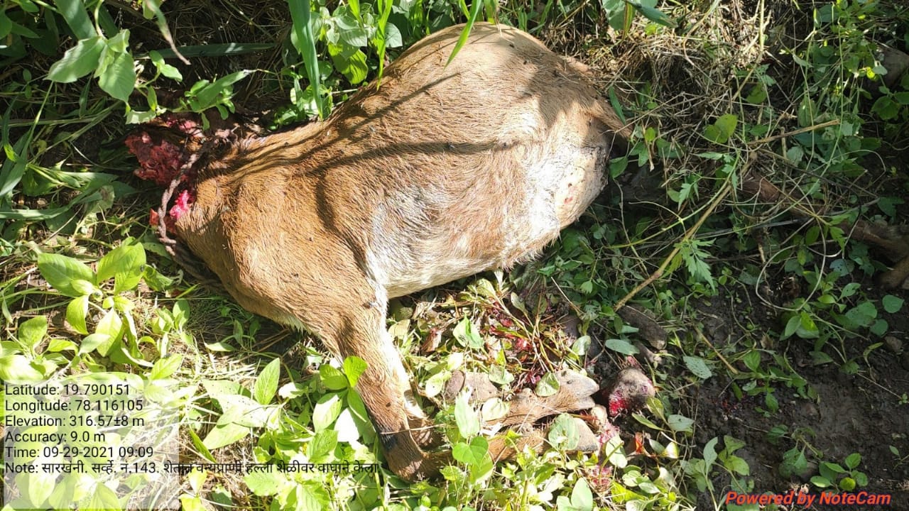 Read more about the article मौजे सारखनी परिसरात बिबट्या वाघाची दहशत