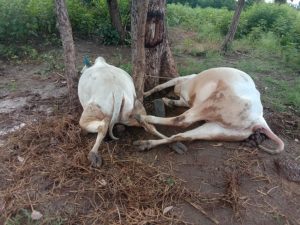 Read more about the article तुपटाकळी येथे वीज पडून बैलांचा मृत्यू