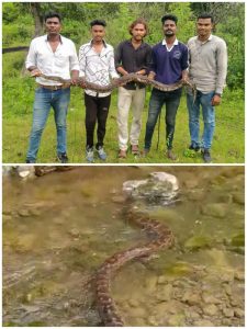 Read more about the article T1 अवनी वाइल्डलाईफ प्रोटेकशन क्लब राळेगाव यांनी दिले अजगराला जीवदान.