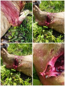 Read more about the article कवठा शिवारात बैलावर वाघाचा हल्ला