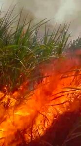 Read more about the article हातातोंडाला आलेल्या पीकाची डोळ्यासमोर झाली राख,बारा एकरातला ऊस जळुन खाक.