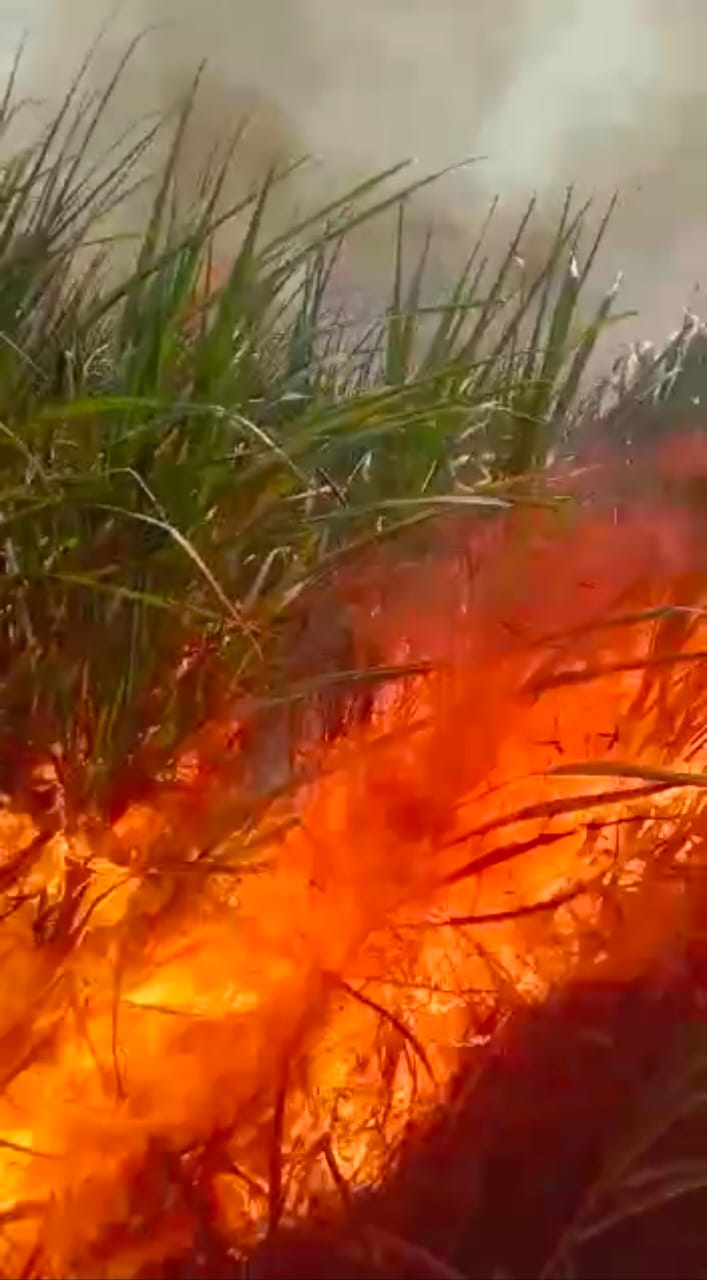 Read more about the article हातातोंडाला आलेल्या पीकाची डोळ्यासमोर झाली राख,बारा एकरातला ऊस जळुन खाक.