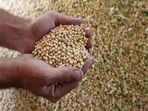 Read more about the article निकृष्ट दर्जाच्या सोयाबीन मुळे  शेतकऱ्यांचे आर्थिक नुकसान  (राळेगाव येथील शेतकऱ्यांनी केली कृषी विभागाकडे तक्रार) 