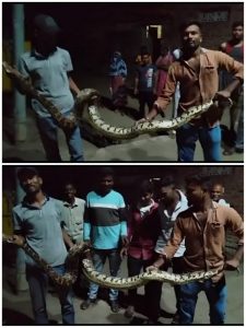 Read more about the article T1 अवनी वाइल्ड लाईफ प्रोटेकशन क्लब राळेगाव यांनी दिले अजगराला जीवदान