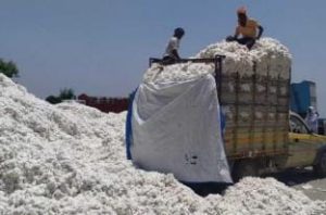 Read more about the article अवैधरित्या  कापूस खरेदी करणारे  वाहन जप्त