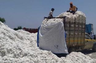 Read more about the article अवैधरित्या  कापूस खरेदी करणारे  वाहन जप्त