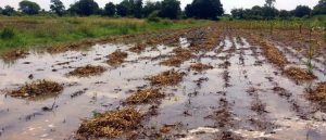 Read more about the article मोठ्या प्रमाणावर पाऊस पडल्यामुळे शेती उत्पन्नात कमालीची घट झाली….