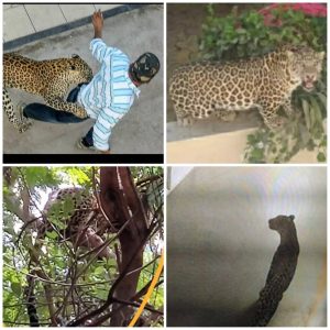 Read more about the article धक्कादायक:रुग्णालयात शिरला बिबट्या ,अखेर सहा तासाच्या थरारानंतर जेरबंद