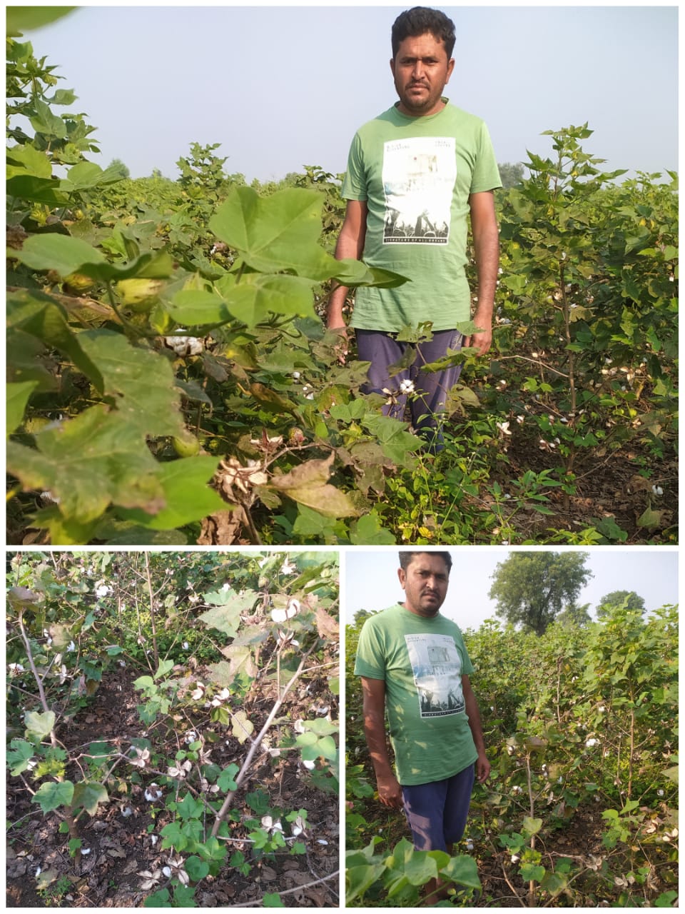 Read more about the article राळेगाव तालुक्यातील वनोजा शेत शिवारात भुरट्या चोरांनी शेतकऱ्याच्या कापसावर मारला डल्ला