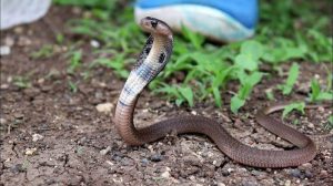 Read more about the article शेतात कामासाठी गेलेल्या महिलेचा सर्पदंशाने मृत्यू