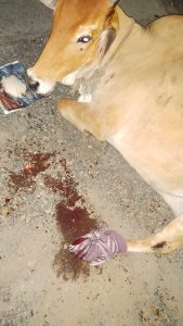 Read more about the article गो सेवकांनी केला अपघातात जखमी गायीवर केला उपचार