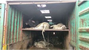 Read more about the article राष्ट्रीय महामार्गांने सुरु आहे भरदिवसा गो वंश तस्करी ,पोलीसांचे अर्थपुर्ण दुर्लक्ष?