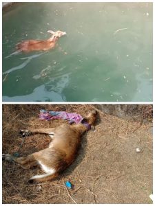 Read more about the article विहिरीत पडलेल्या रोहिला जीवदान,खडकी शेतशिवारातील घटना