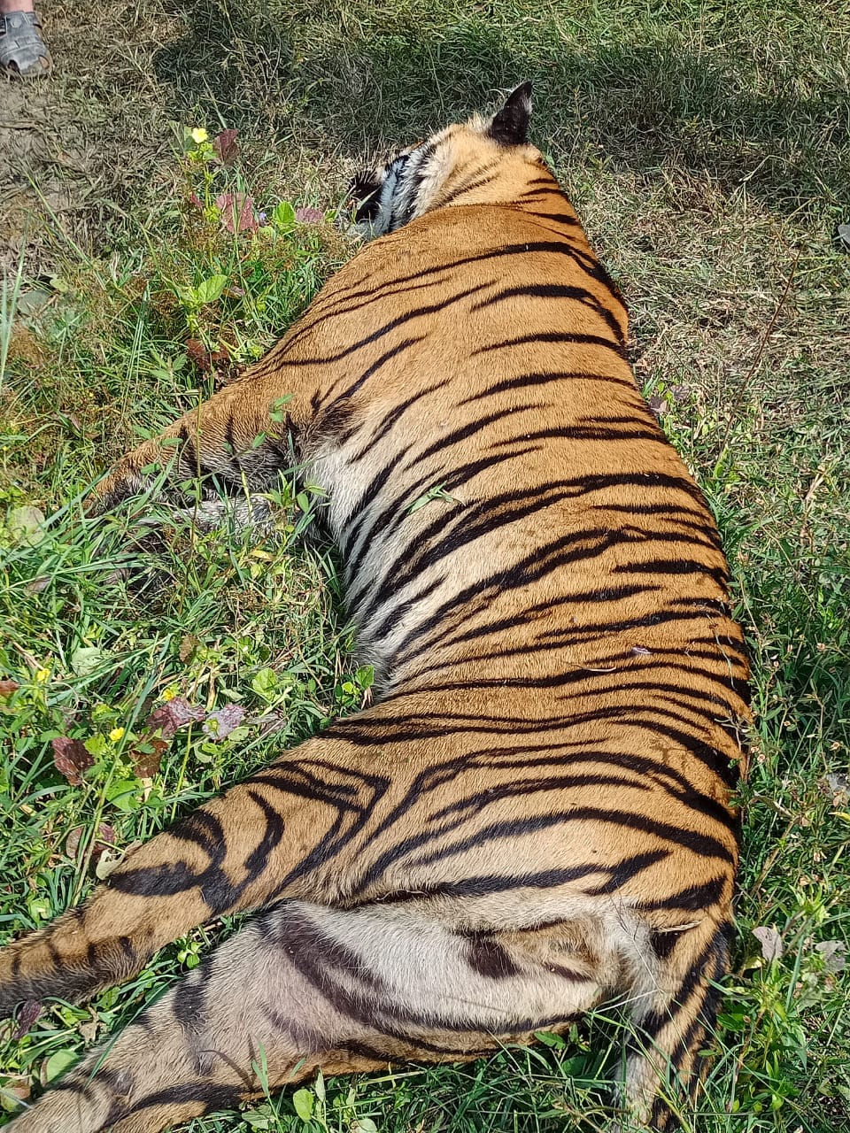 Read more about the article चंदनखेडा येथे शेतात  वाघिणीचा मृतदेह आढल्याने खळबळ ,बघ्यांची गर्दी