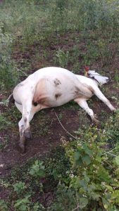 Read more about the article आमडी येथे जिवंत विद्युत तारेच्या स्पर्शाने बैलाचा मृत्यू