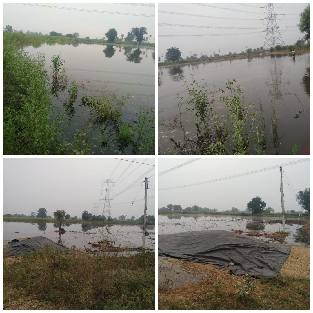 Read more about the article बेंबळाचे पाणी शेतात शिरल्याने चना पीकाचे मोठ्या प्रमाणात नुकसान,खडकी येथील घटना