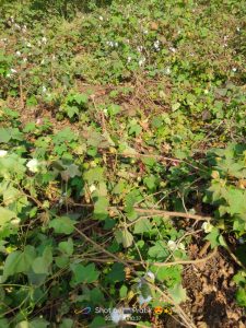 Read more about the article आमडी येथे वन्य प्राण्यां मुळे शेतकऱ्यांच्या शेतमाला चें नुकसान भरपाई देण्याची मागणी