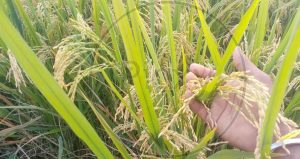 Read more about the article आधारभूत खरेदी योजनेअंतर्गत जिल्ह्यातील 35 धान केंद्रांना खरेदीची मंजुरी,धान खरेदीला 31 जानेवारी 2022 पर्यंत मान्यता