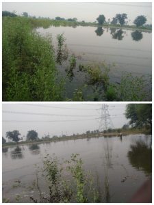 Read more about the article बेंबळाचे पाणी शेतात शिरल्याने चना व तुरी चा पीकाचे मोठ्या प्रमाणात नुकसान